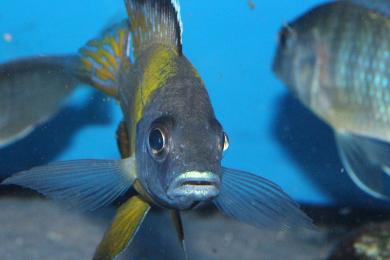 Aulonocara sp. 'jalo' Jalo Reef